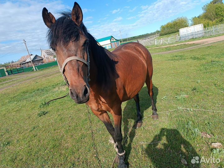 Лошадь кобыла