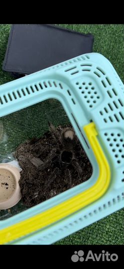 Паук птицеед