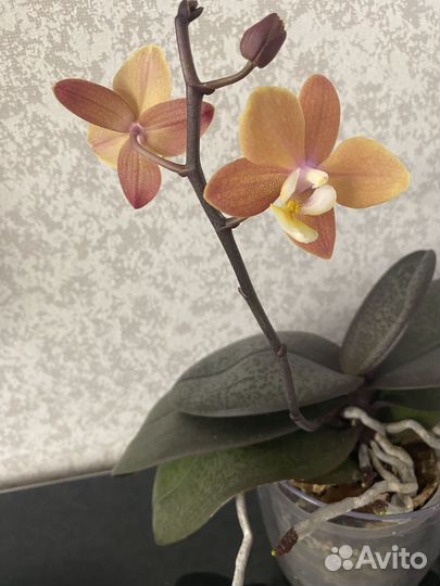 Орхидея фаленопсис ароматная фабрика
