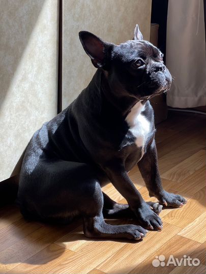 Французский бульдог вязка