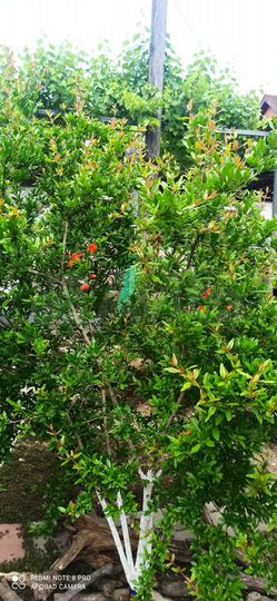 Дом 50 м² на участке 10 сот.