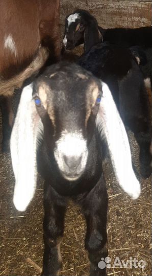 Козы Нубийские и % Камори