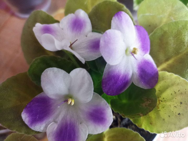 Сортовые фиалки