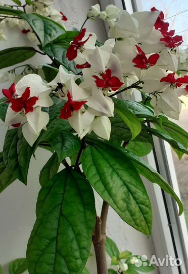 Клеродендрум томпсон