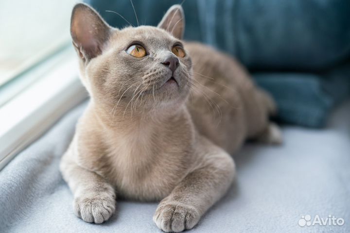 Бурманская