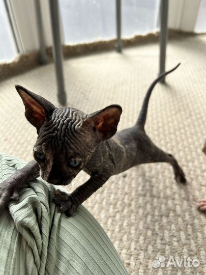 Канадский сфинкс