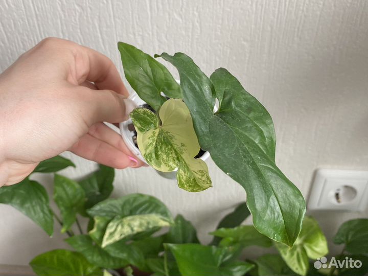 Сингониум imperial white