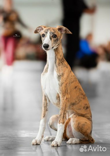 Щенки уиппета