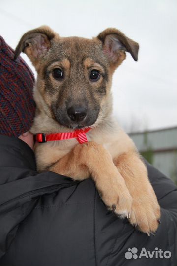 Щенок девочка