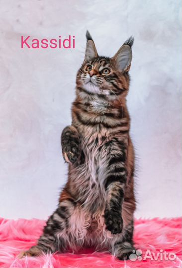 Котята мейн-кун