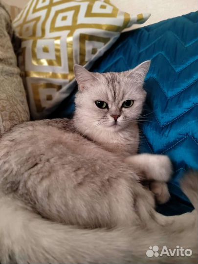 Кот британец