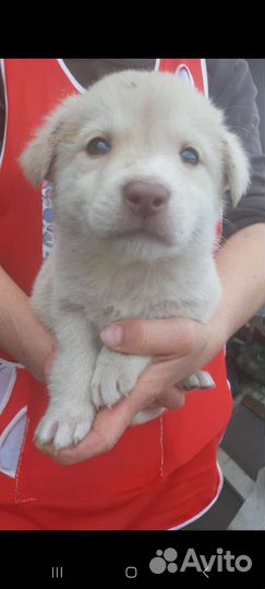 Собака в добрые руки отдам бесплатно