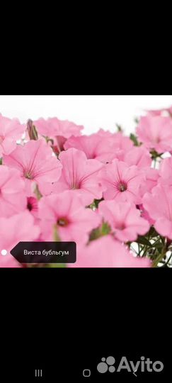 Вегетативные черенки петуньи Виста Бубульгум