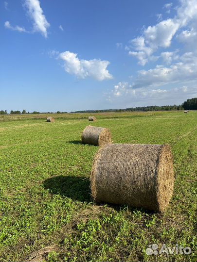 Бюджетное сено в рулонах