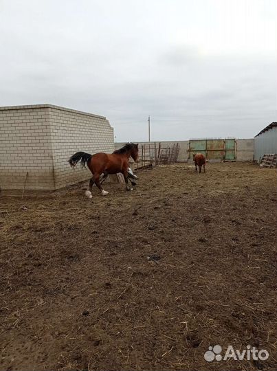 Жеребец полутяж