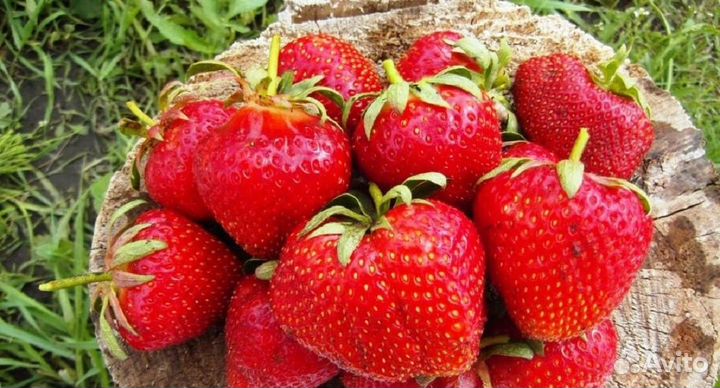 Саженцы Клубники в упаковке 5 штук Кармен