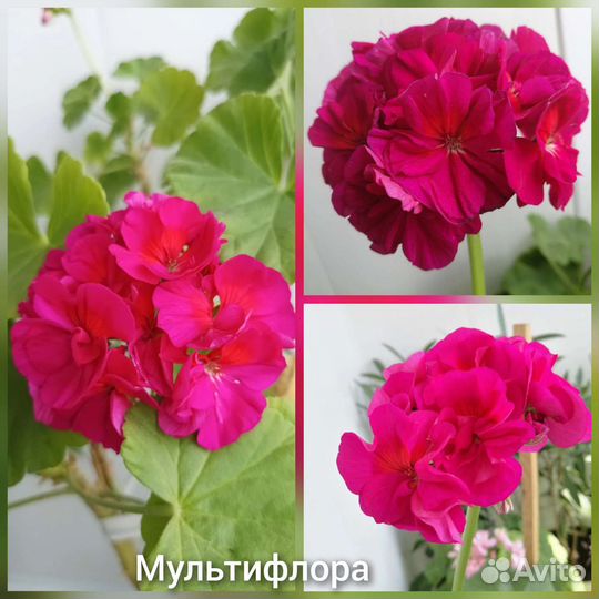Пеларгония герань