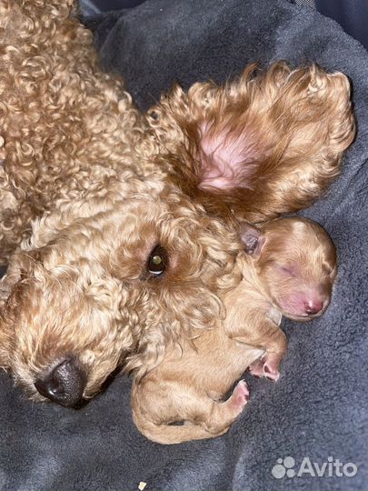 Щенки карликового пуделя