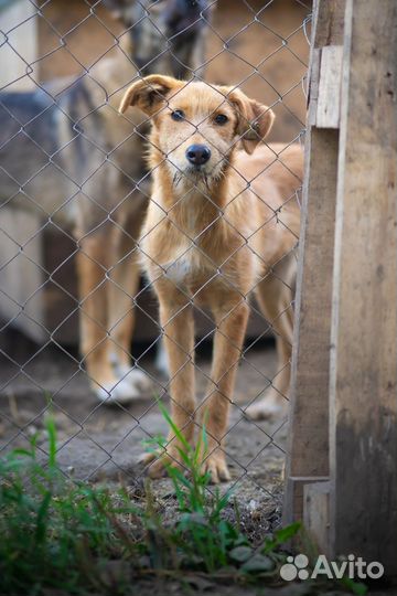Ирландский терьер