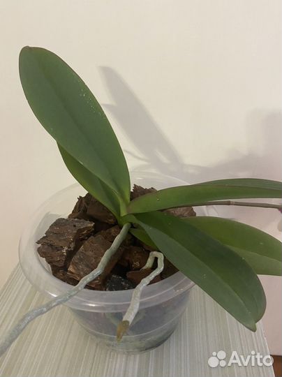 Продам орхидею