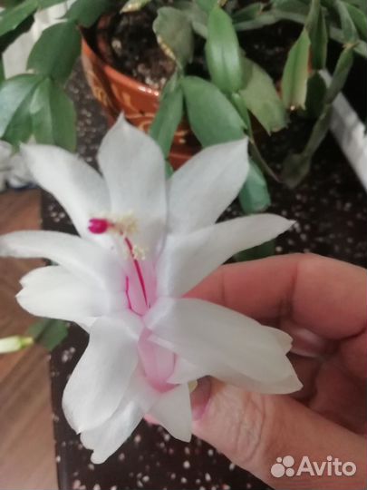 Декабрист шлюмбергера