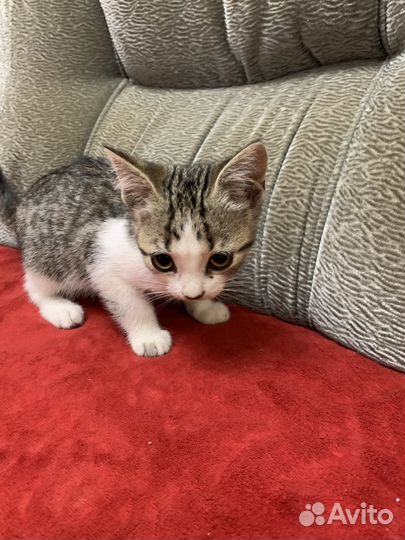 Котята в добрые руки даром