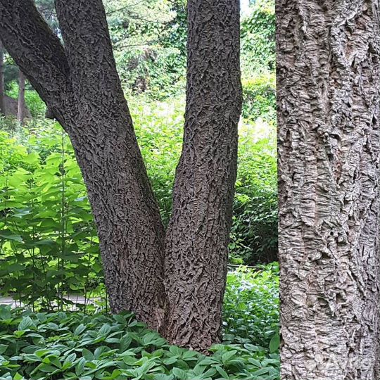 Саженцы Бархат амурский или Феллодендрон амурский