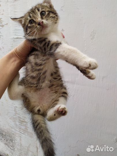 Котенок в дар бесплатно