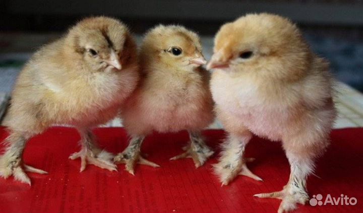 Цыплята брама, русская голубая