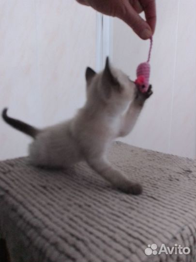 Сиамский котенок