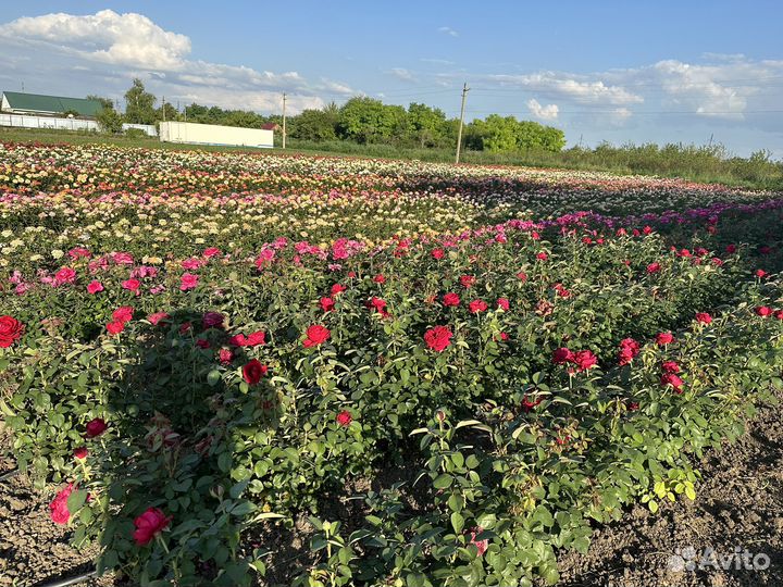 Саженцы Роз окс