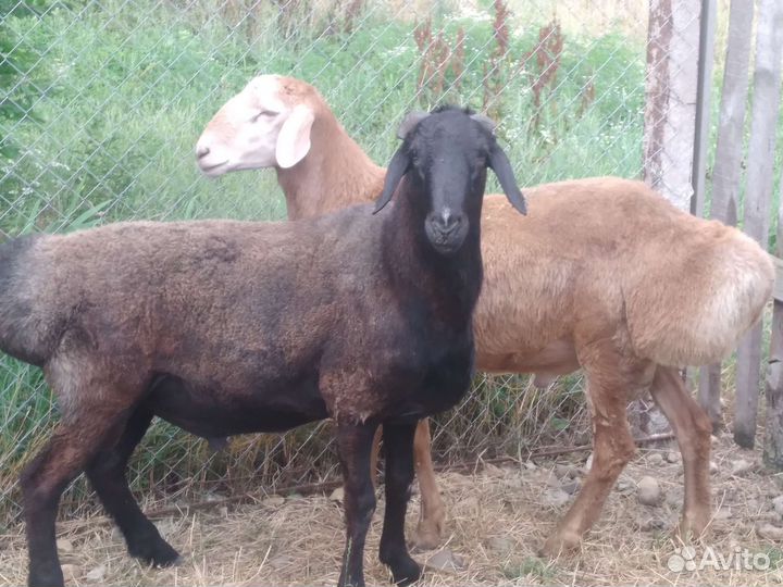Курдючные бараны