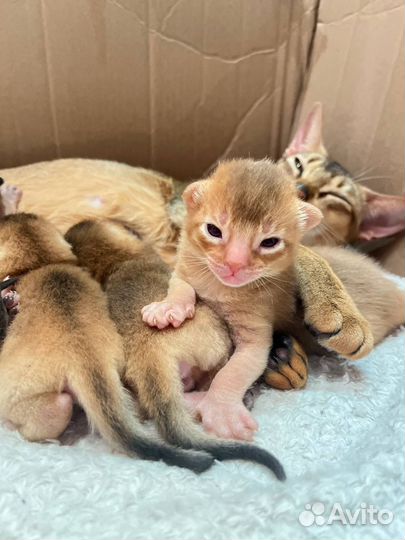 Абиссинские котята