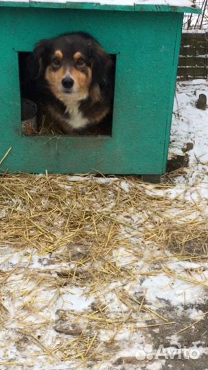 Пёсик в добрые руки