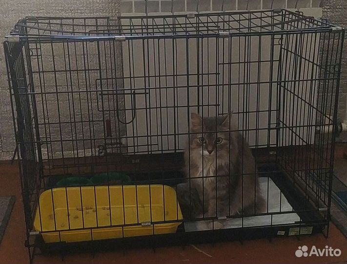 Сибирская ищет дом