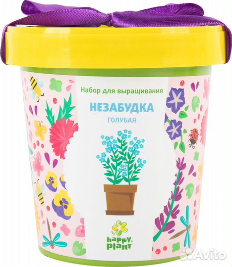 Незабудка голубая в горшке