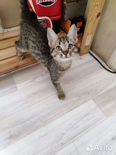 Котенок 2 месяца девочка