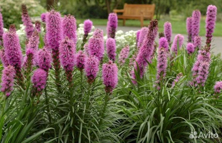 Многолетники Лиатрис
