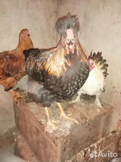 Продам петухов 