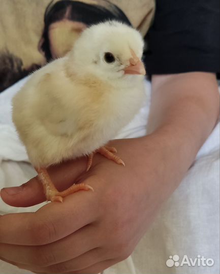 Инкубационное яйцо, цыплята