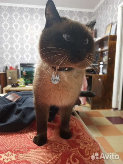 Сиамский кот вязка