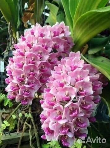 Орхидея ванда,ринх
