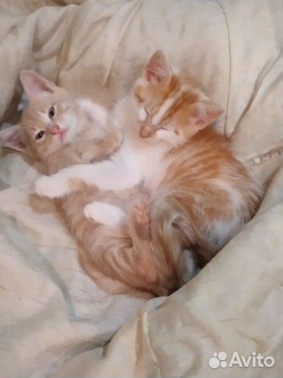 Кошка в дар