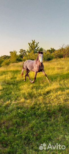 Лошадь и жеребец