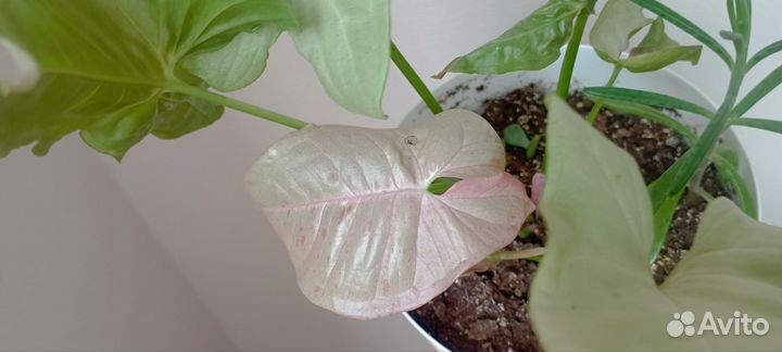 Сингониум комнатные цветы