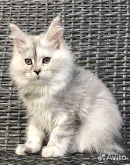 Котята мейн-кун