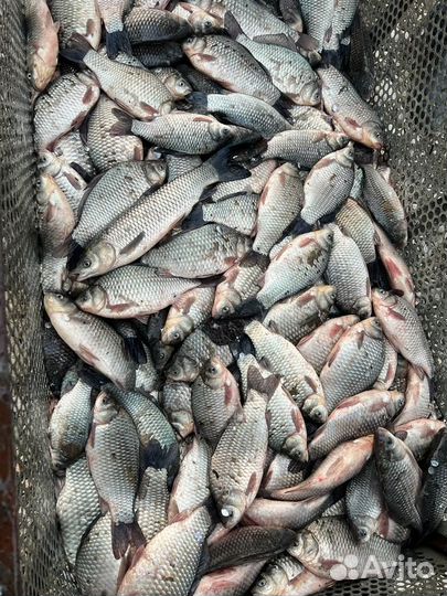 Карп, карась