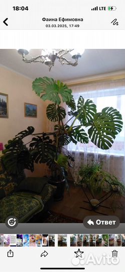 Монстера цветок