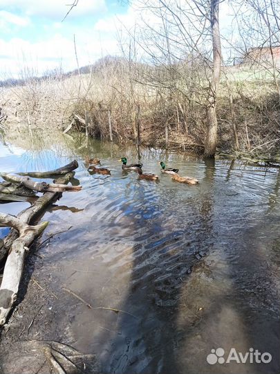 Руанские Утки, утята, яйцо