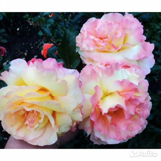 Роза Катрин Лаборде (саженец)